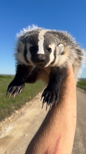 David Orin on Instagram: "throwback to blueberry the badger! 說 𢡄 yes, this was a completely wild badger that we found and that also somehow let us pick it up. i had no idea they could be chill like this. mind was blown fr. after some pics and hangs we dropped her back off at the burrow with momma badger #animals #badger #kansas #mammals"