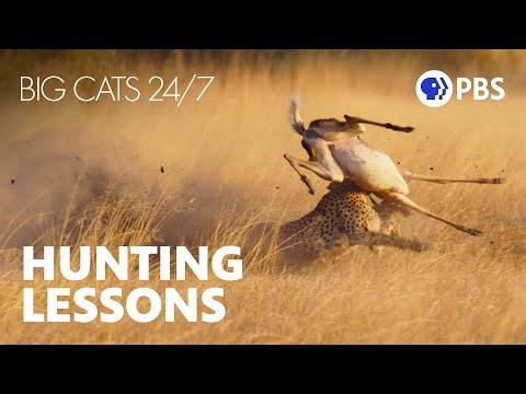 Cheetah Mom Teaches Her Cubs to Hunt | Big Cats 24/7