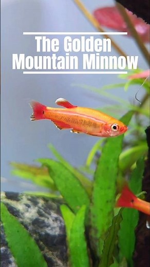 Golden White Cloud Mountain Minnow Freshwater Fish Care in 15 Seconds!