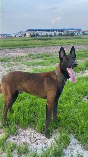 "Powerful Belgian Malinois in Action | Stunning Dog in Nature"