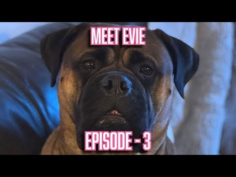 Meet Evie - Episode 3