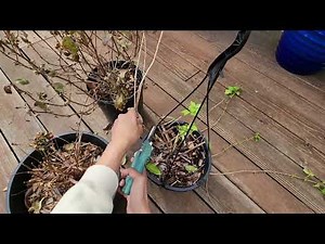 Fuchsia Pruning