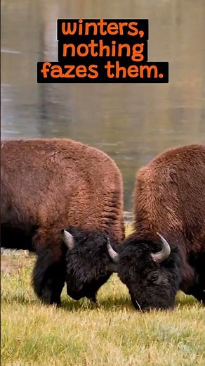 Bison The Largest Mammals of North America | The Wild Animal Facts