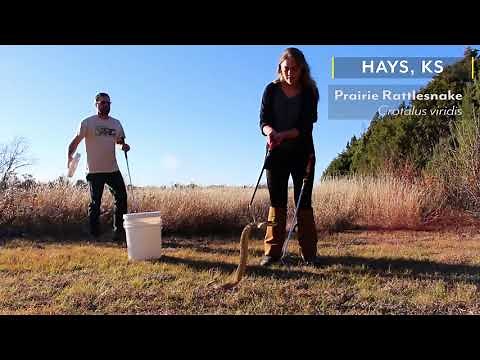 Venomous Snake Safety and Removal Techniques