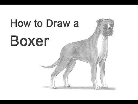 How to Draw a Dog (Boxer)