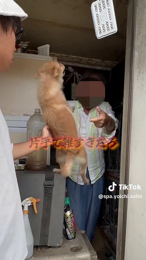 悪質繁殖業者を必ず廃業させます。 某所にある繁殖業者、動物の管理の仕方、子供を売るためだけに強制交配。 このような繁殖業者を野放しにしておくことはしたくありません。 その人たちを無くしていかなきゃいけないのに、保護団体と名乗り、このような悪質な繁殖業者と結託している団体が多すぎることに、びっくりしています。 僕はよく、繁殖業者ろ保護団体の関係を、【いじめ】で例えます。 いじめ撲滅団体さんが、いじめられている子達を守っています。 その素晴らしく見える活動から、多くの方から寄付をいただき生計を立てています。 ですが、いじめ撲滅団体さんはいじめられっ子がいなくなると、自分たちの生計が成り立たなくなるので、 見えないところで、いじめっこを増やし、 「もっともっといじめられる奴を増やすんだ！」 と拡散していました。 ↑ 表ではいいことをしているように見せてますが、いじめ撲滅団体の風上にも置けない団体です。 保護団体が繁殖業者も、全く同じことが現在起こっています。 そのような保護団体が、健全な活動をしていただけるように投げかけるのも、僕ら団体の役目です。 業界のベクトルが同じ方向に向くような活動を