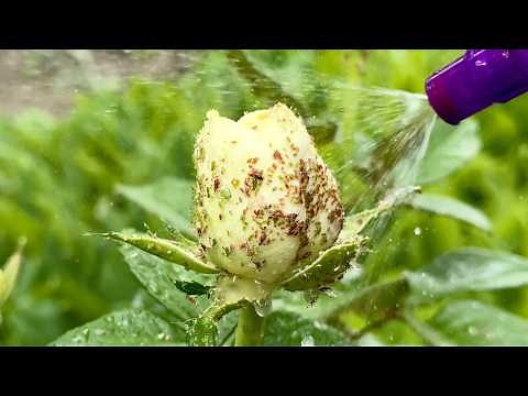 Get Rid of APHIDS on Roses Overnight! 🌹💪 Discover My Easy Garlic Spray Recipe!
