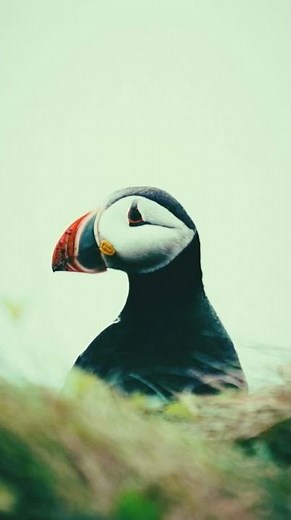 Rimsky Korsakov Scheherazade