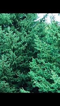 *SHORT* Black Hills Spruce