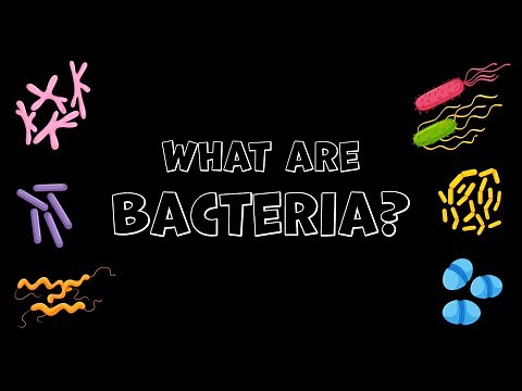 What are Bacteria? Look at them under a microscope