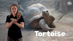 👐LEARN TO SIGN ZOO ANIMALS USING BRITISH SIGN LANGUAGE!👐 We're super excited to share this lovely feature with you all. We filmed with our brilliant Senior Keeper Katie, who is proficient in British Sign Language (BSL) - a visual means of communication used by many people who are deaf or hard of hearing. Please feel free to share the video so that it reaches as many people as possible! Can you sign your favourite animal using BSL? 🐒🦓🐊🦏 | Paignton Zoo
