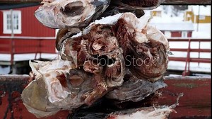 stockfish processing , cod heads to dry, ingredient for fish soup, Lofoten Islands, Nusfjord, Norway