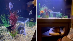 Cat Has Very Own Custom Fish Tank with Inside Viewing Box