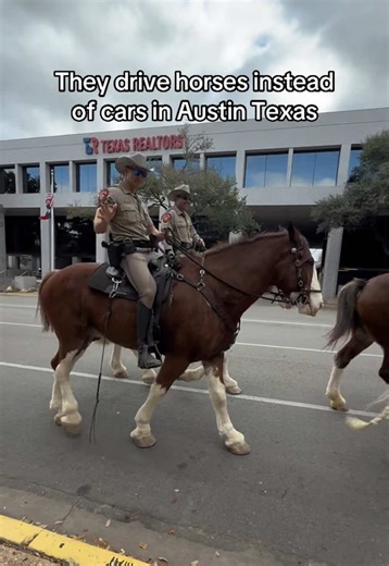 I love Austin Texas #Horse #texas #cringe #funny #memes horses in the stables I love the way you ride