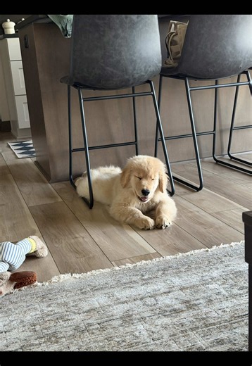 Feels like he’s been in my life so much longer than 1 month 🥹 #goldenretriever #goldenpuppy #puppy #cutedogsoftiktok #boydogmom #goldenretrieverpuppy
