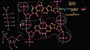Molecular structure of DNA