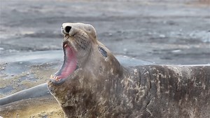 Insane Biology of A Elephant Seal
