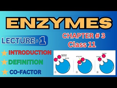 3.1 Enzymes | Definition | Introduction | Co-Factor & it’s types
