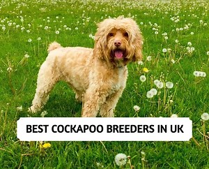 The 13 Best Cockapoo Breeders in UK (2025)