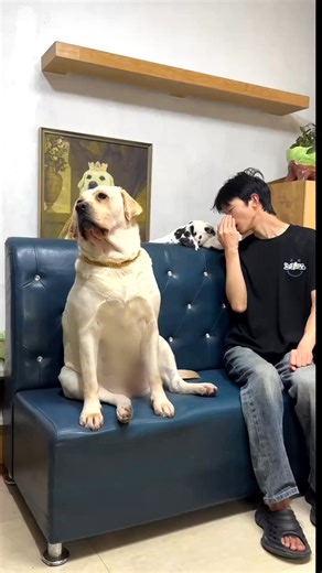 🐶 Those who shovel the poop will have crickets behind them! pet Labrador does this dog look like a human #luna #doglife #dog #FYI #puppy | Luna Golden Retriever