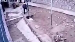 Disturbing video shows zookeeper mauled by brown bear