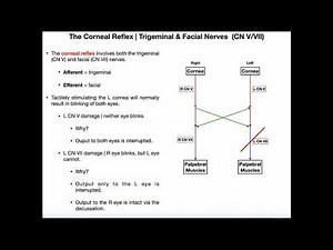 The Corneal Reflex | Pathway & Interpretation