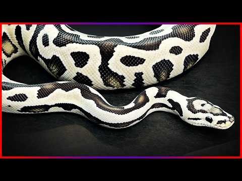 South Korea Vlog: Finding the BEST Ball Pythons 🇰🇷
