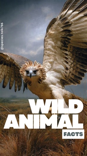 Philippine Eagle Facts That Will Blow Your Mind 🤯 #PhilippineEagle #WildlifeShorts #AnimalFacts