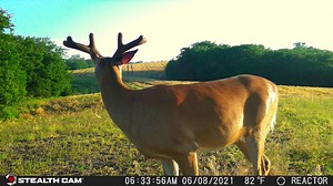 4.7K views · 46 reactions | Stealth Cam Reactor (from SD card) ▪️Video Resolutions (1080/720) ▪️Records 1080P Video at 30FPS ▪️26 megapixel camera ▪️High (1920×1080) and Low (1280×720) Upload Resolutions ▪️Trigger Speed 0.4 Seconds ▪️100Ft Detection & IR Range ▪️Burst Mode 1-9 images per triggering ▪️Utilizes COMMAND App | Stealth Cam | Facebook