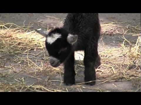 Baby African Pygmy Goat @ The Maryland Zoo