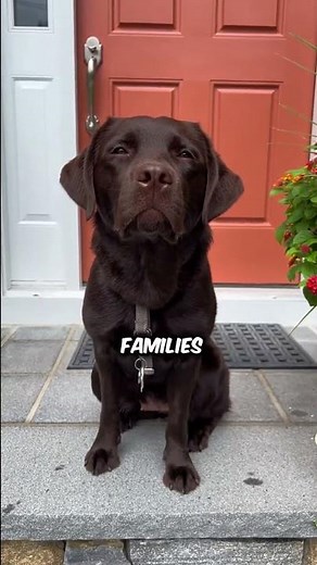 The Surprising Differences Between Golden and Labrador Retrievers!