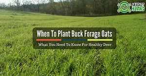 When To Plant Buck Forage Oats: What You Need To Know For Healthy Deer