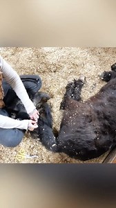 625K views · 10K reactions | Today, we said goodbye to Skywalker —...