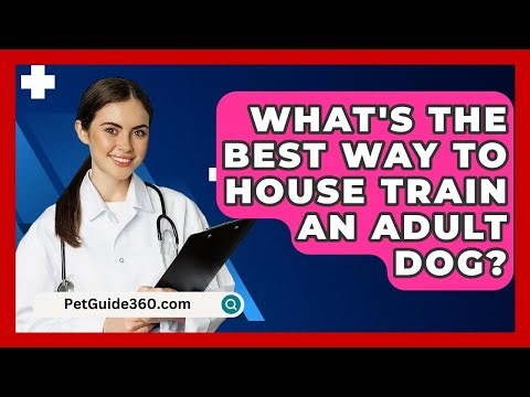 What's The Best Way To House Train An Adult Dog? - PetGuide360.com