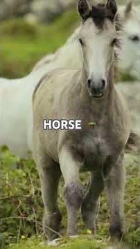 Galloping Through History: The Eternal Horse‪@SpindleHorse‬ #horse #horses #equestrian #horseriding