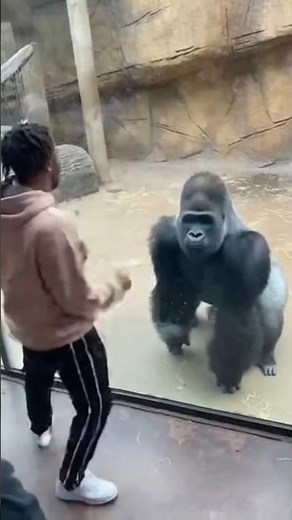 Gorilla Starts Breakdancing and SHOCKS Everyone 🤯