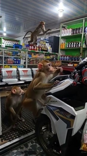 Darimana monyet monyet itu datang