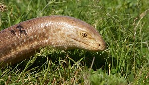 European Legless Lizard (Glass Lizard) - SnakeTracks.com