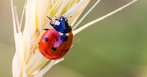 15 Unique Ladybug Crafts for Kids of All Ages - Cool Kids Crafts