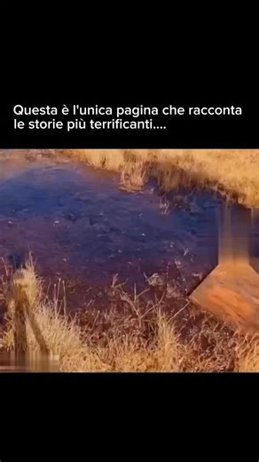 Storie Terrificanti on Instagram: "Il 3 agosto 2024, un popolare streamer noto per indossare una maschera da cane stava registrando una diretta solitaria quando un momento inaspettato ha scatenato il panico: ha deciso di tuffarsi nelle sabbie mobili come parte di una sfida per la chat. All’inizio lo faceva ridendo, parlando con i suoi follower e minimizzando il rischio, come se fosse tutto sotto controllo. Ma in pochi secondi, il terreno ha iniziato a risucchiarlo davvero. Quel momento di gioco 
