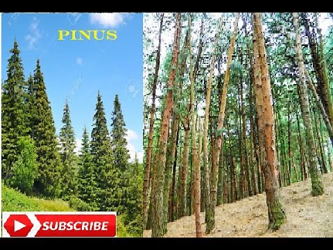 Pinus- Morphology and Anatomy