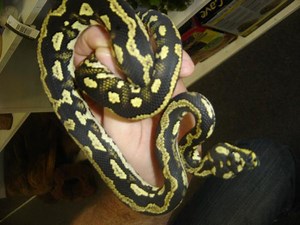 Jungle Carpet Python