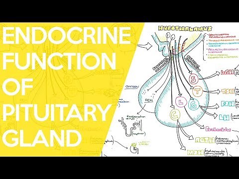 Overview of the Endocrine Function of the Pituitary Gland - Sarah Clifford Illustration Tutorial