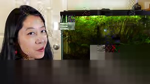 As a beginner, it can be kind of confusing to know how much to feed your fish since all the fish food packages have different instructions. Let's talk about how often, how much, and when to feed your aquarium fish so they stay happy and healthy. #AquariumCoop | Aquarium Co-Op