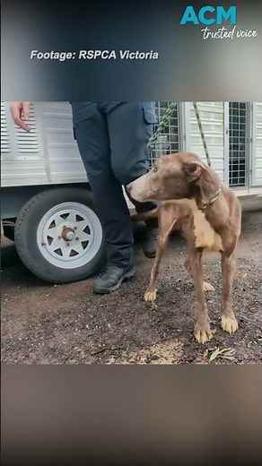 RSPCA rescued 131 animals in Victoria in just one week