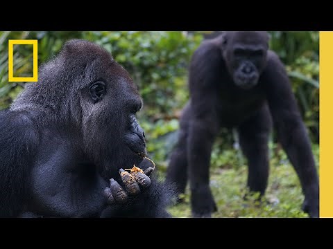 Get to Know the Gorillas of Disney's Animal Kingdom | Magic of Disney's Animal Kingdom