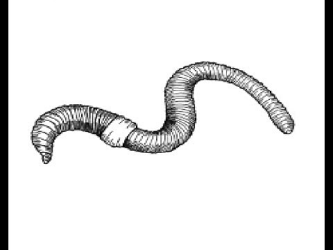 How to Draw "Earthworm" pencil drawing step by step