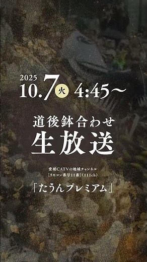 [Matsuyama Region Autumn Regional Festival 2025] Ehime CATV Dogo Hachiai Live Broadcast!