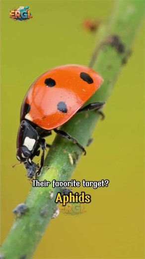 The Ladybug — Nature’s Most Adorable Pest Controller #ladybug #insectfacts #pestcontrol