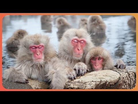 Macaques: Life Inside A Japanese Monkey Gang (4K Documentary)